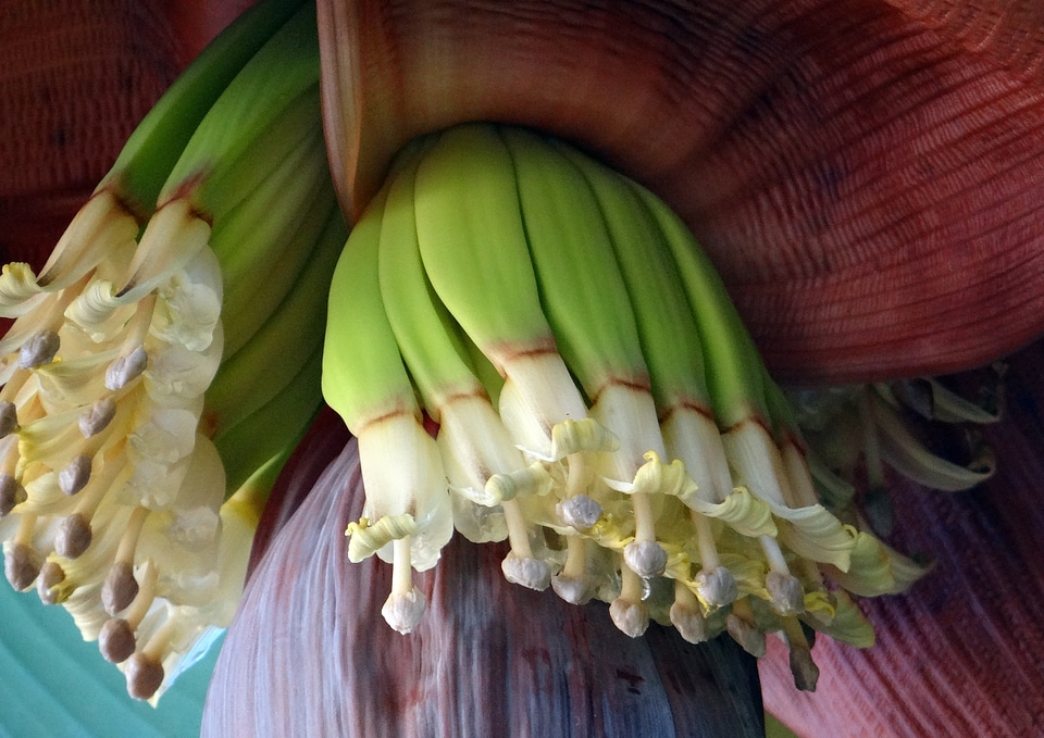 Bunch growing flowering