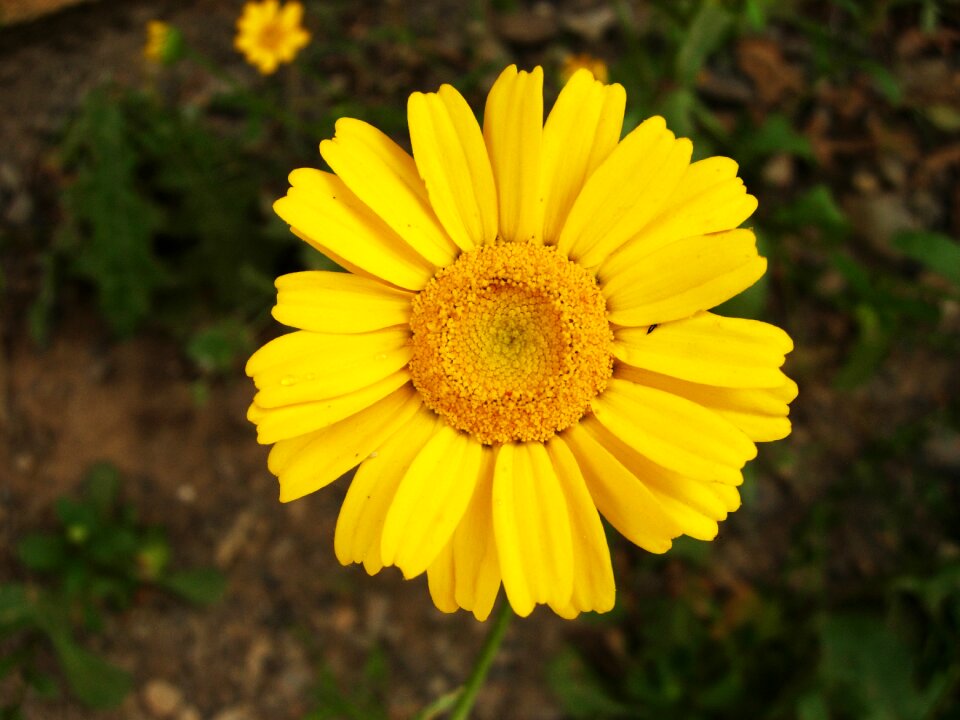 Wild flowers plant petals