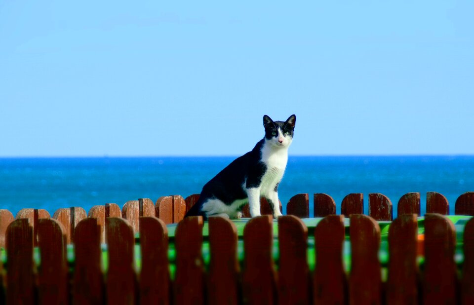 Animal world domestic cat pet