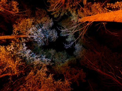 Star evening trees