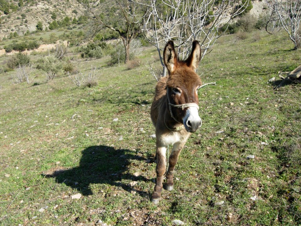 Nature prairie domestic animal