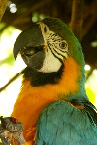 Parrot animal ave photo