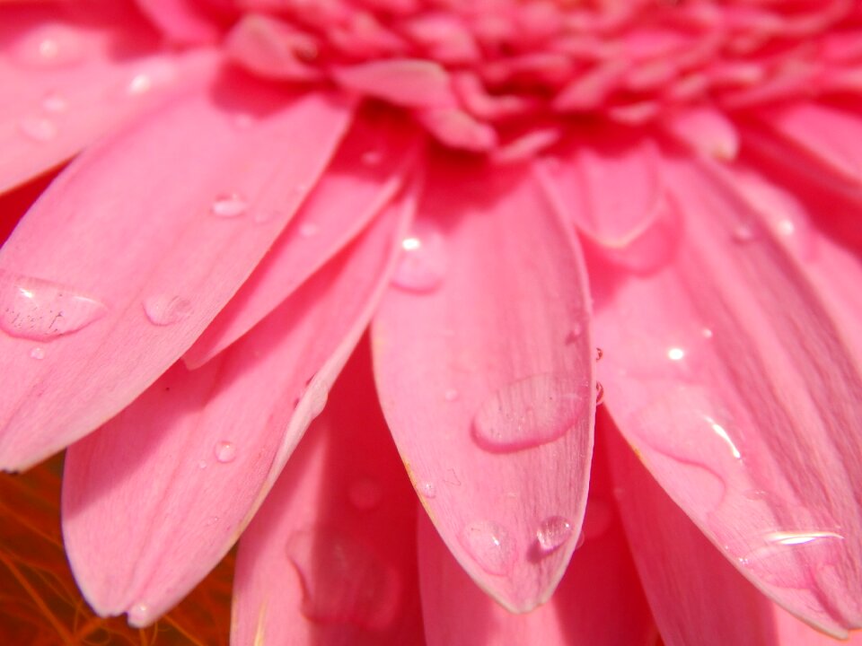 Flower sweet drops