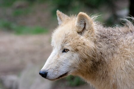 Wolves nature wildlife park
