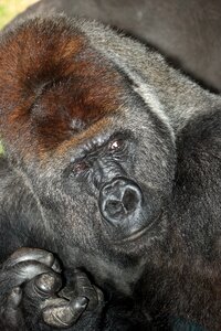 Gorilla finger natural