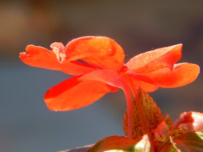 Red flower flora photo