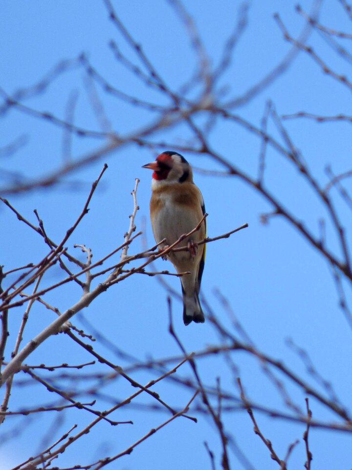 Bird singing bird carduelis carduelis photo