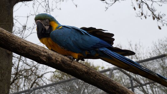 Animal zoo nature