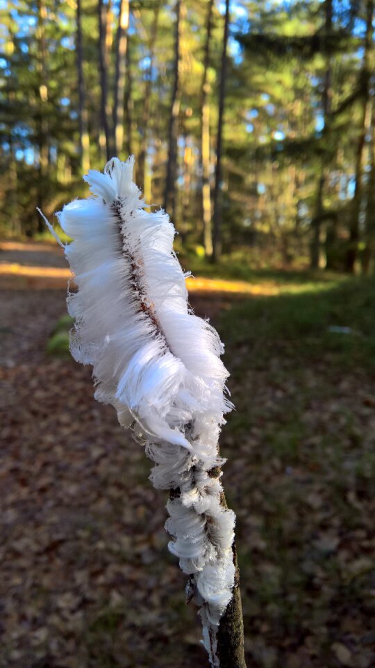 Cold nature frozen