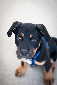 Pets cute adorable