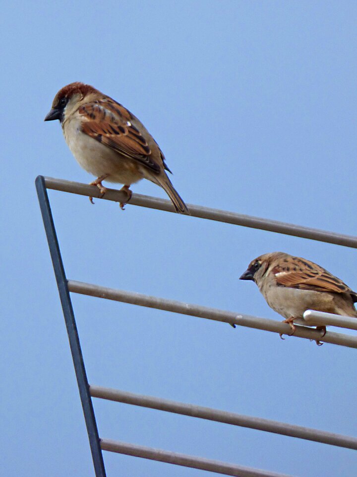 Fly roof sparrow
