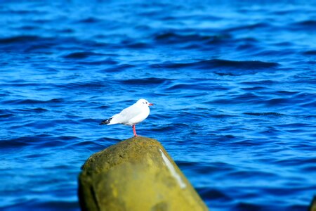 Stone natural beauty birds photo