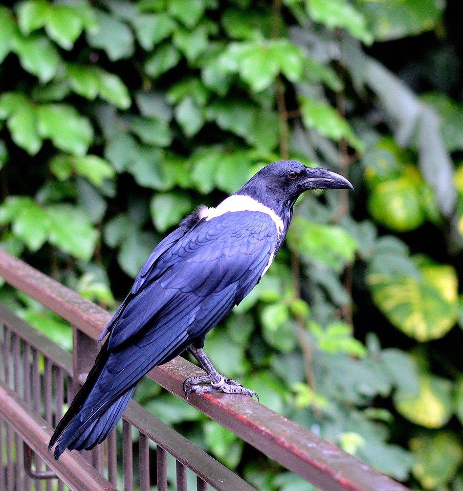 Wings feather wildlife