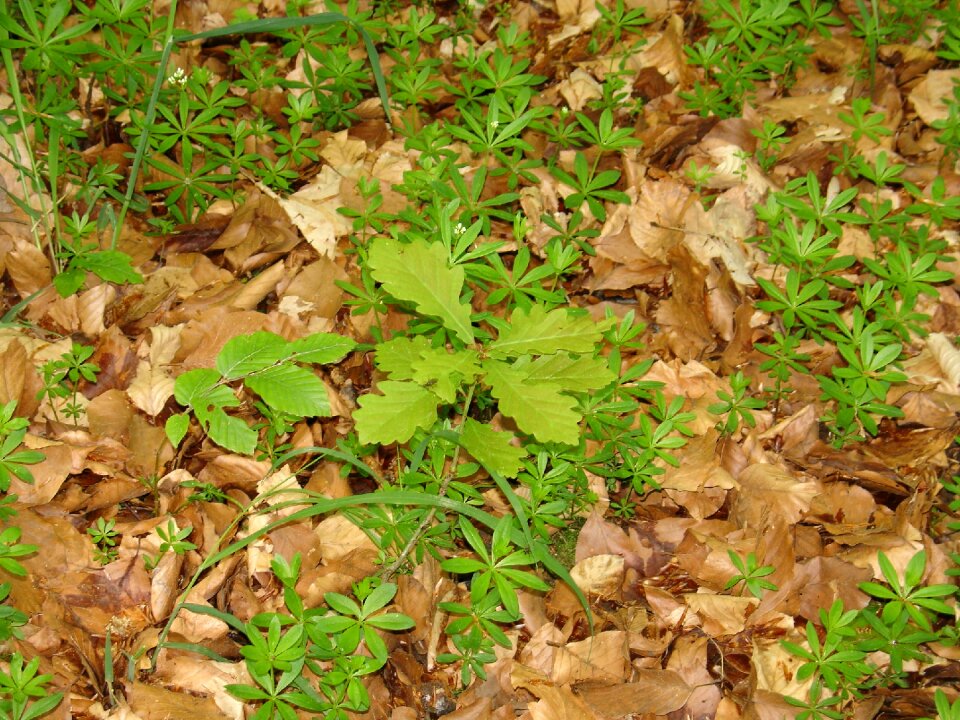 Forest floor woodruff may