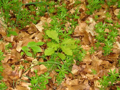 Forest floor woodruff may