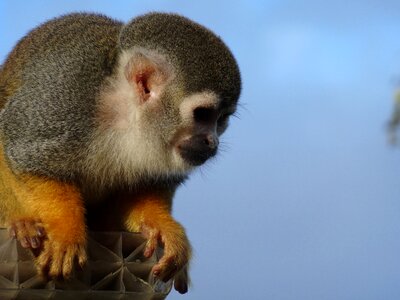 Mammal primate nature photo