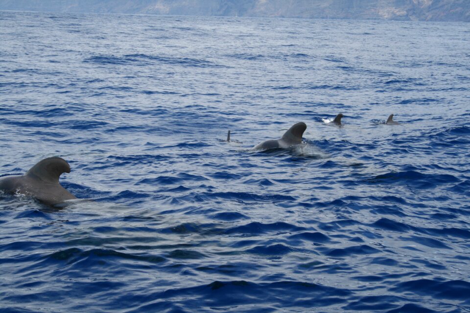 Ocean spain vacancy