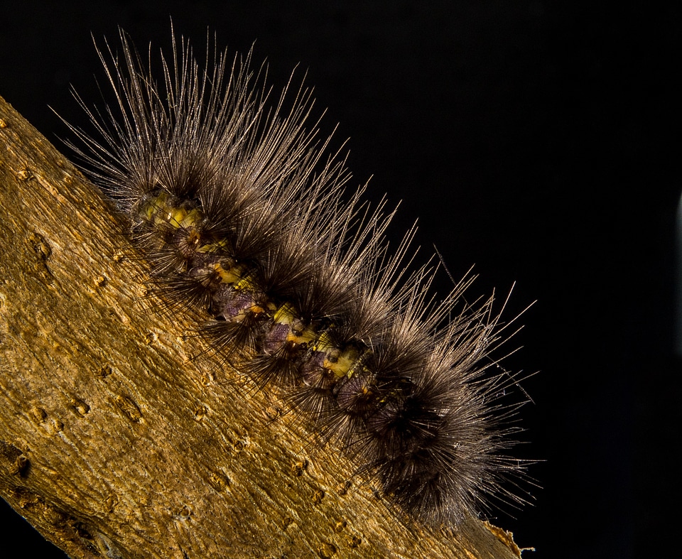 Prickly hairy close up