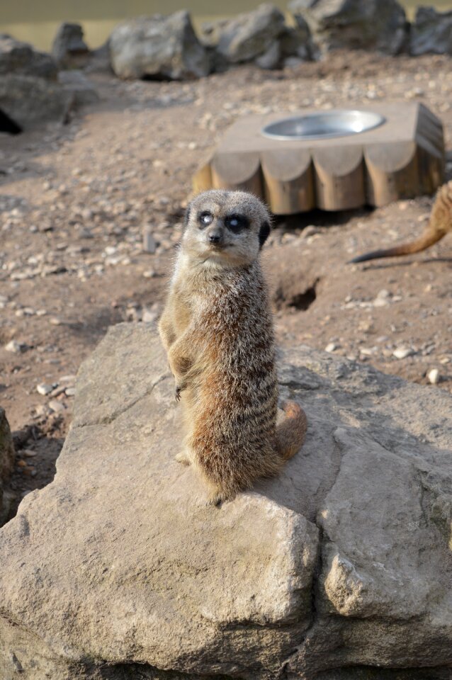 Surykatka zoo zoological garden
