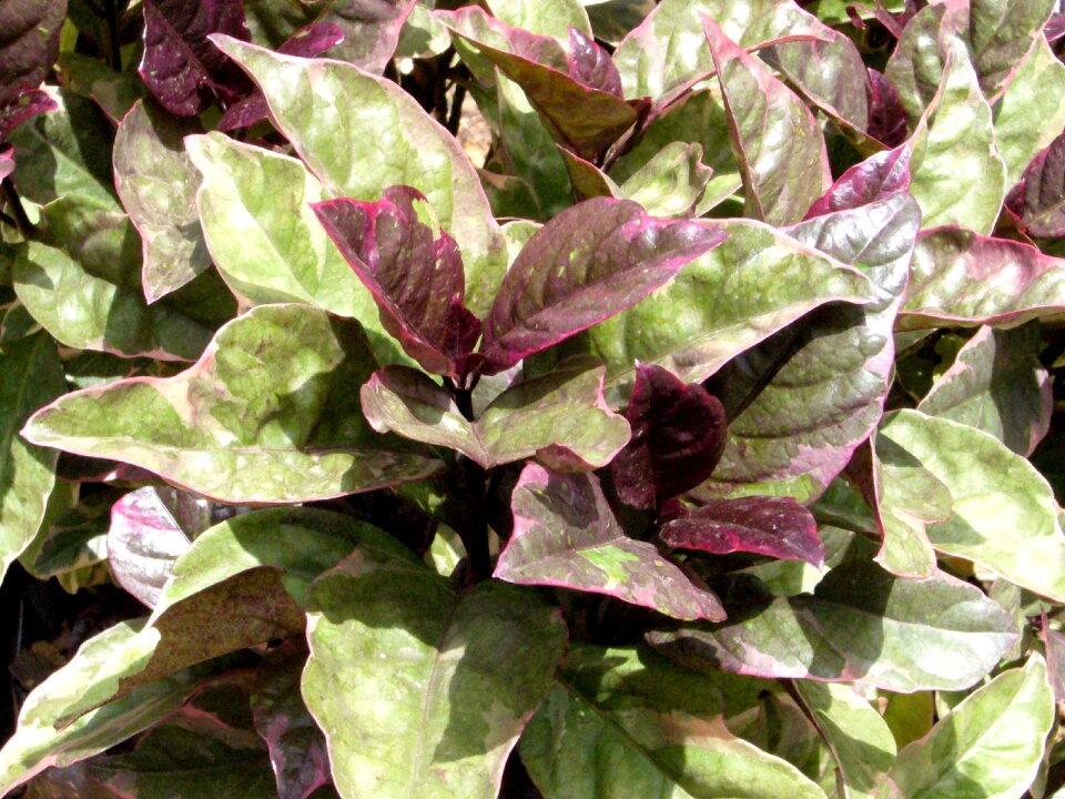 Nature green foliage