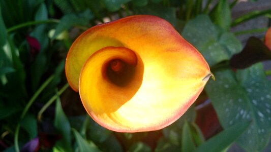 Phi snail natural design
