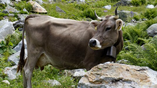 Europe nature animal