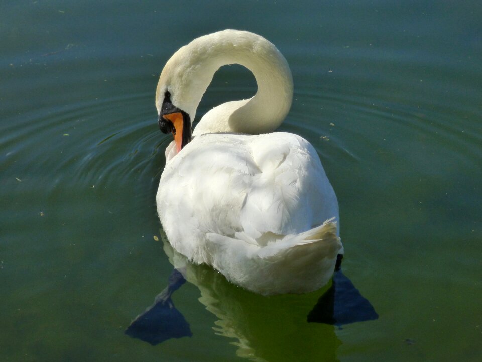 Nature duck bird white swan