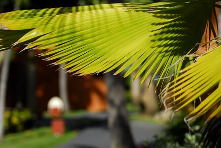 Caribbean palm trees paradise photo