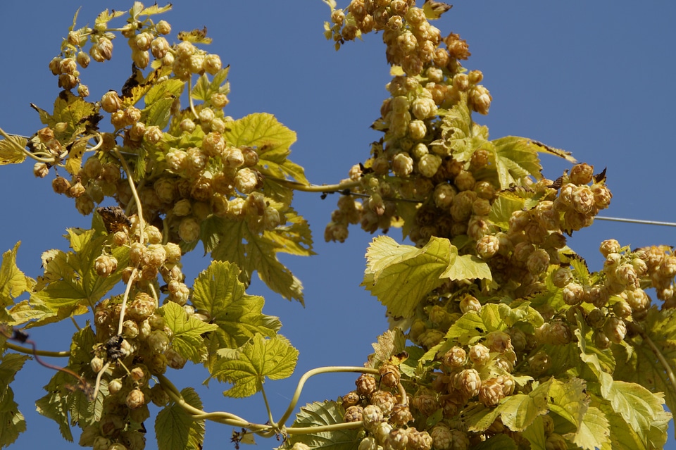 Hops fruits beer brewing climber plant