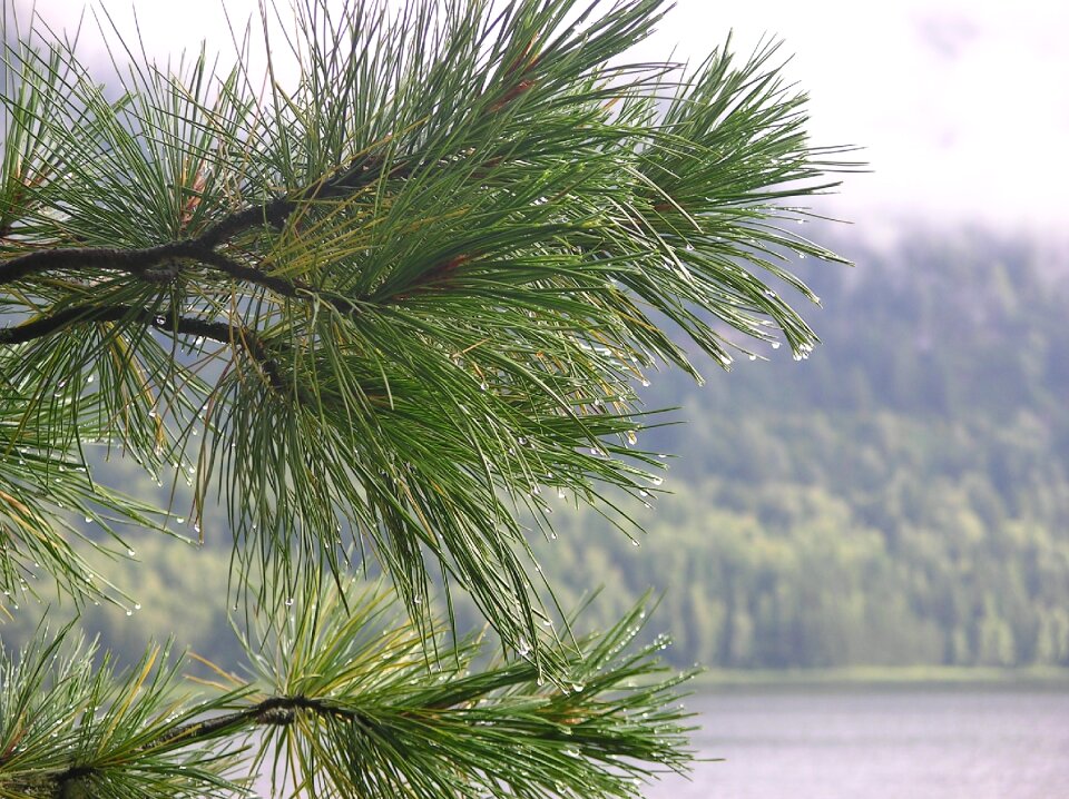Raindrops pokoj forest