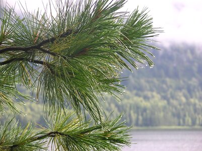 Raindrops pokoj forest photo