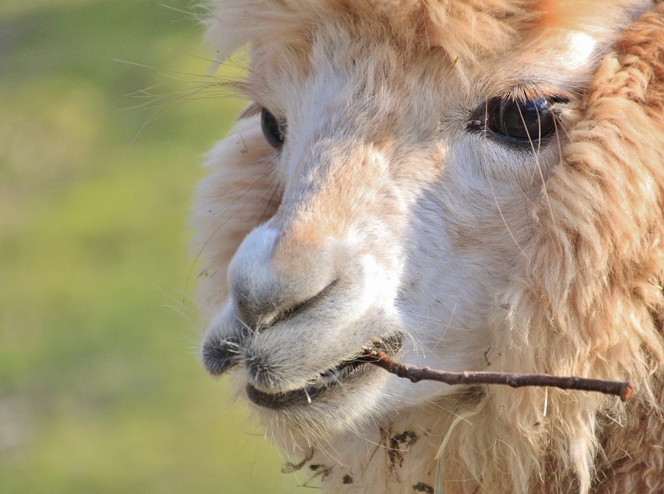 Animals animal world mammals