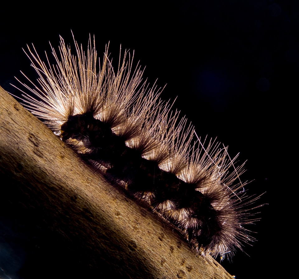Prickly hairy close up
