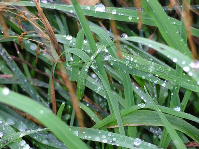 Raindrops nature land