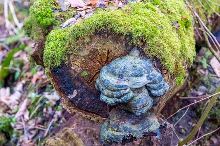 Forest tree fungus mushroom photo