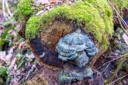 Forest tree fungus mushroom