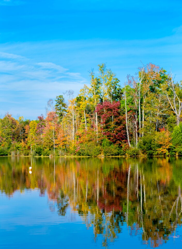 Trees autumn fall photo