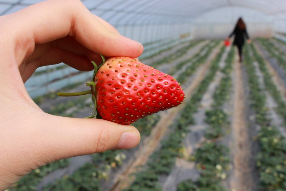 Strawberry hand strawberry greenhouse
