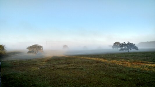 Pasture morning fog