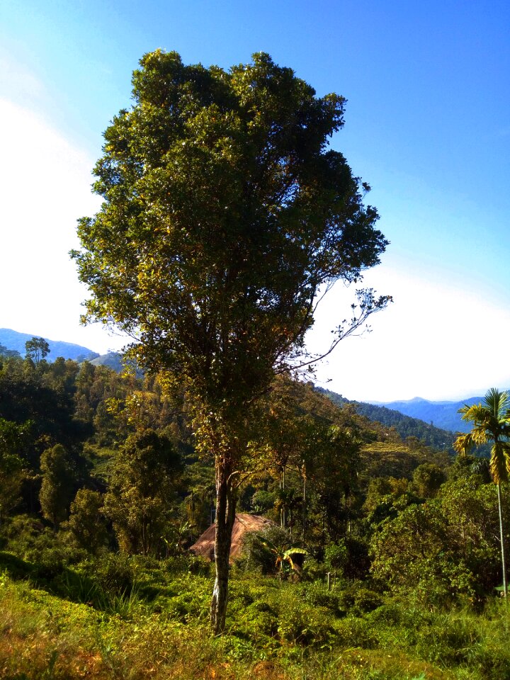 Green travel sky
