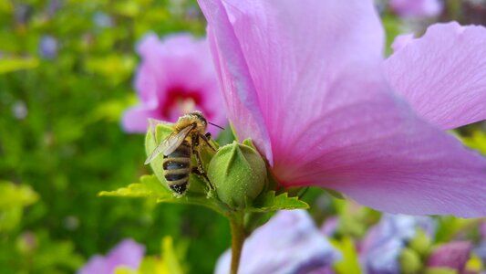 Bee pollen hibiscus
