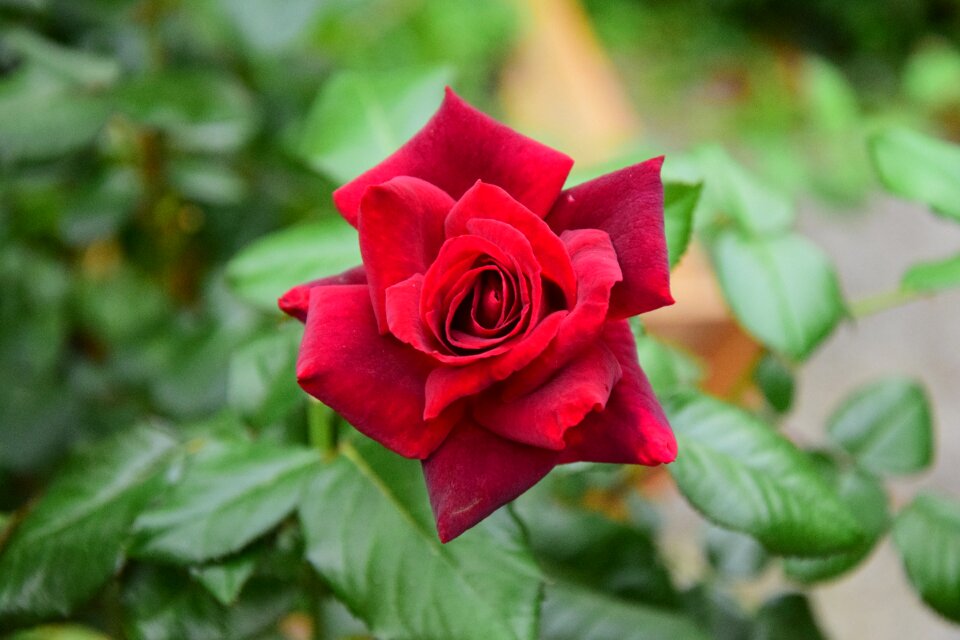 Red flower blossom