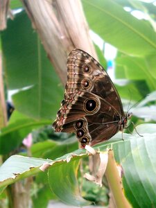 Insect garden wings