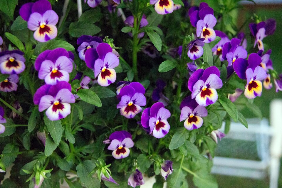 Flower pansy purple