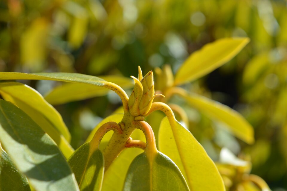 Garden plants spring