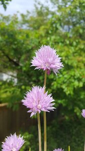 Chive flowers summertime photo