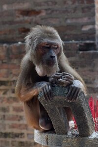 Animal feeding monkeys chau thoi photo