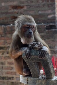 Animal feeding monkeys chau thoi
