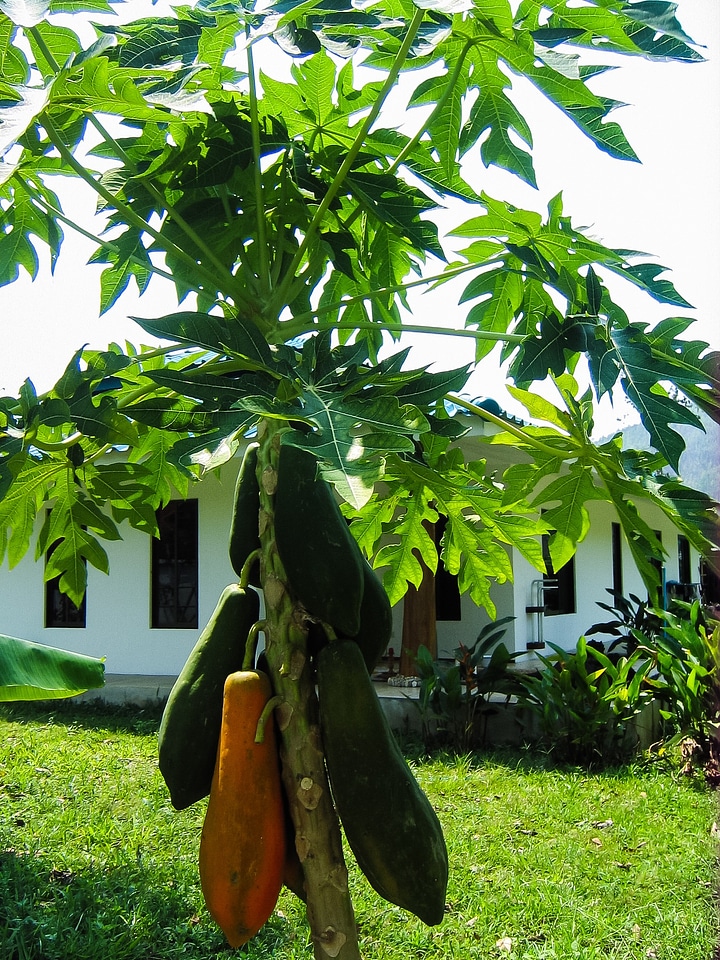 Papaya papaya tree fruits