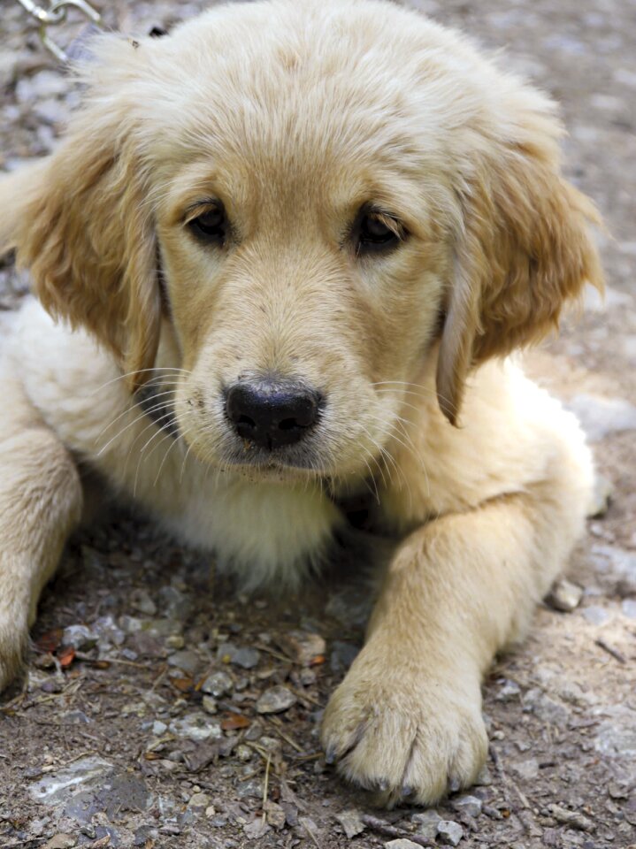 Dog purebred dog pet